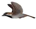 Golden House Sparrow Award 4.2.98